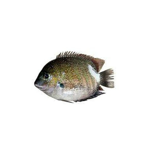 Pearl Spot/karimeen/Kg