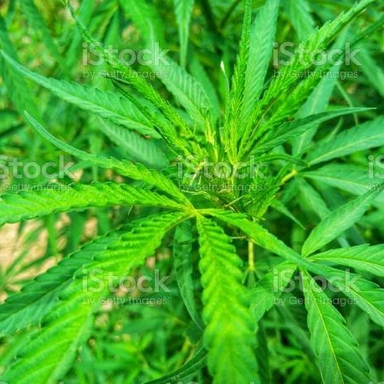 Plants