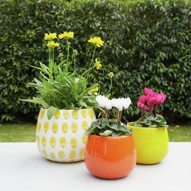 Plant Pots