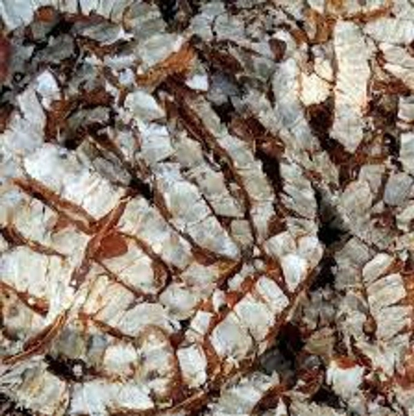 Tamarind - చింతపండు