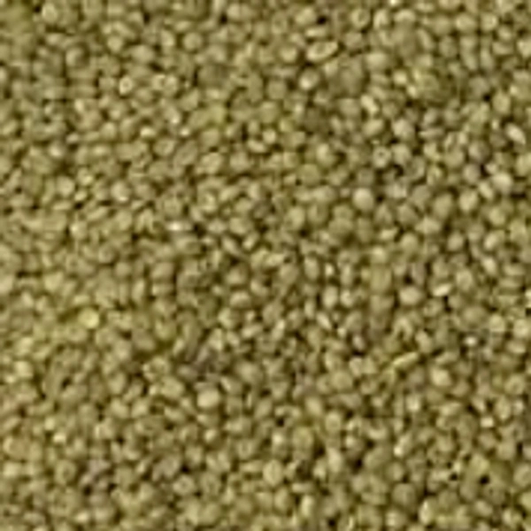 Organic Browntop Millets - అండు కొర్రలు