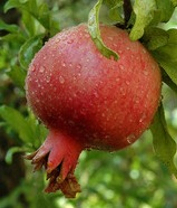 Pomegranate (अनार) - 2 KG