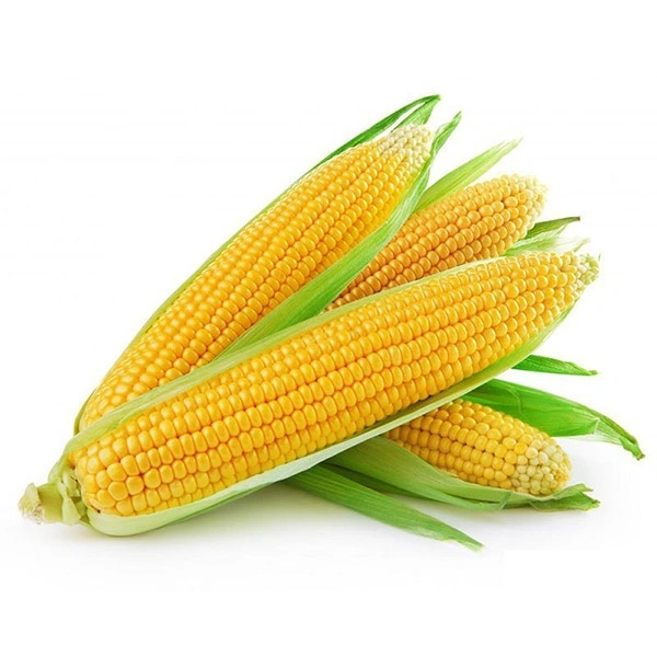 Sweet Corn - 5 KG