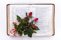 English Bible - Red, 13.4