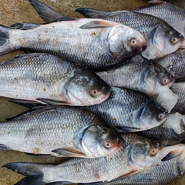 BAHU FISH RAW (BAHU MAAS)