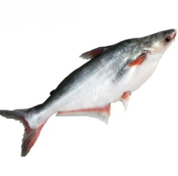 PANGASIUS FISH (KOSH MAAS)