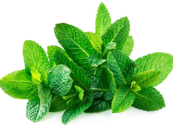Mint Leaves (Pudina) - 1 Bunch