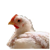 Tandoori Chicken  - Approx (1.2 kg to 1.4 kg)