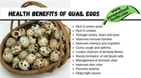 Quail EGGS - 12 Pcs