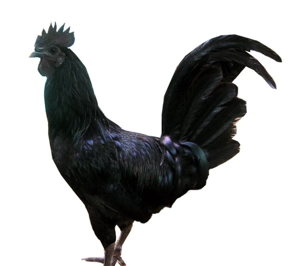 Kadaknath Meat 