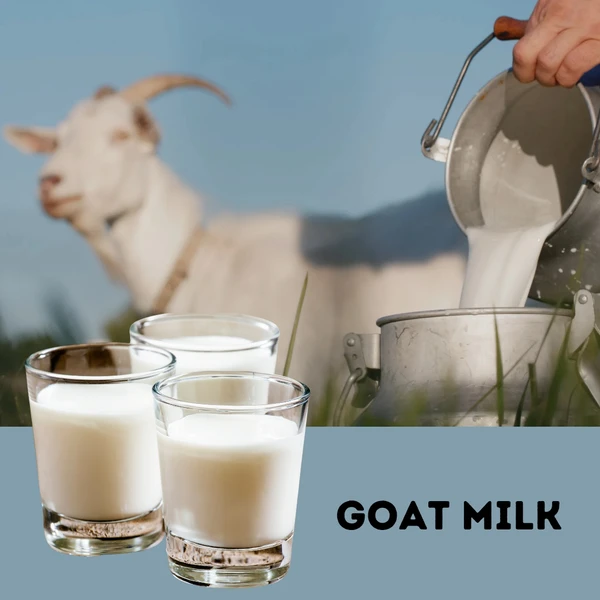 Pure Goat Milk 