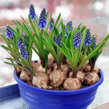 Flower bulbs