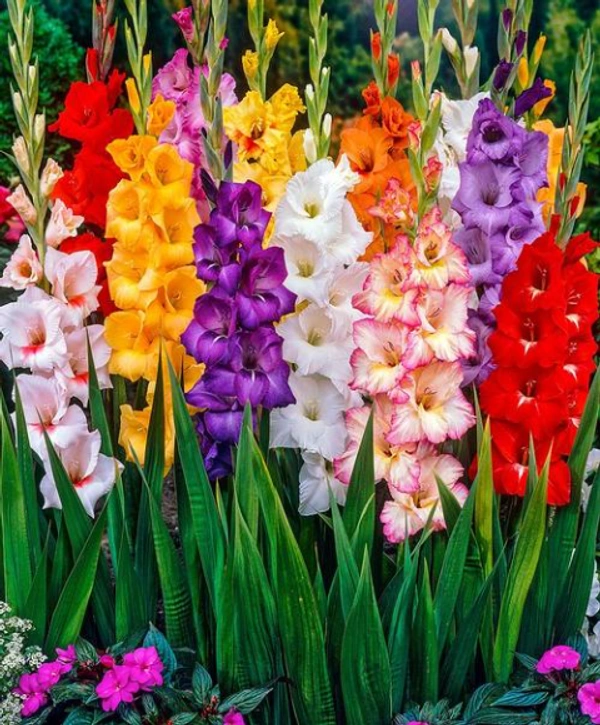 GreenBasket Imported Gladiolus Flowering Bulb (Pack 20 Bulb Pcs) - Multicolour - Multicolour