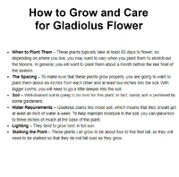 GreenBasket Imported Gladiolus Flowering Bulb (Pack 20 Bulb Pcs) - Multicolour - Multicolour