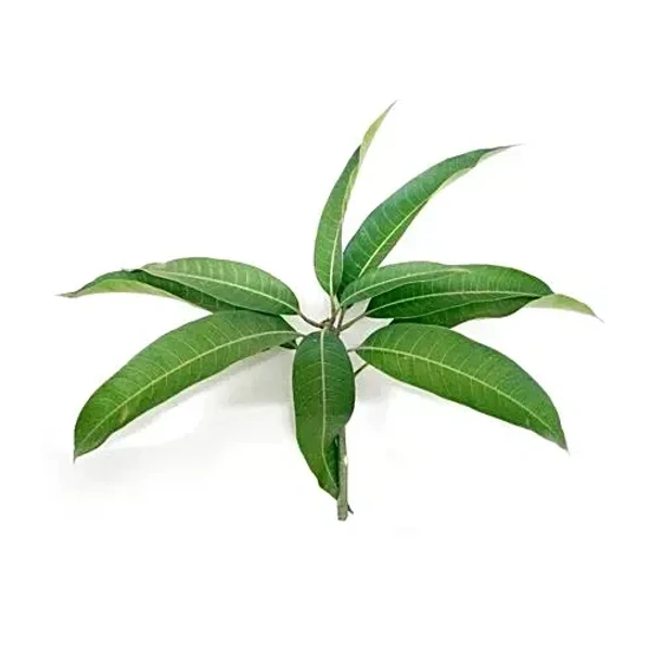 Mango Leaves - Aam Ke Patte - Aamche Patte - 1bunch ( 5-10 Leaf)
