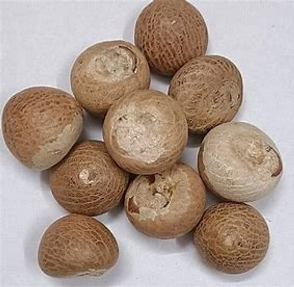 Betel Nut (Supari) – | Premium Quality - (5piece)