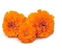 Marigold ( Orange - गुलेल फूल (Gulail Phool) Zendu - (250g)