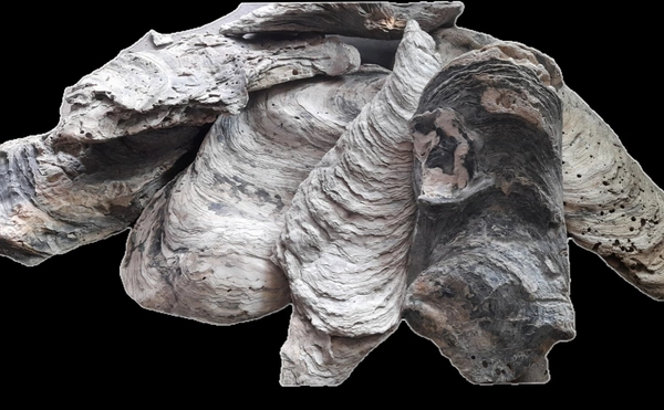 Natural Dead Coral For Decor Aquarium, Terrarium, Home & Garden etc.| Per Kg.