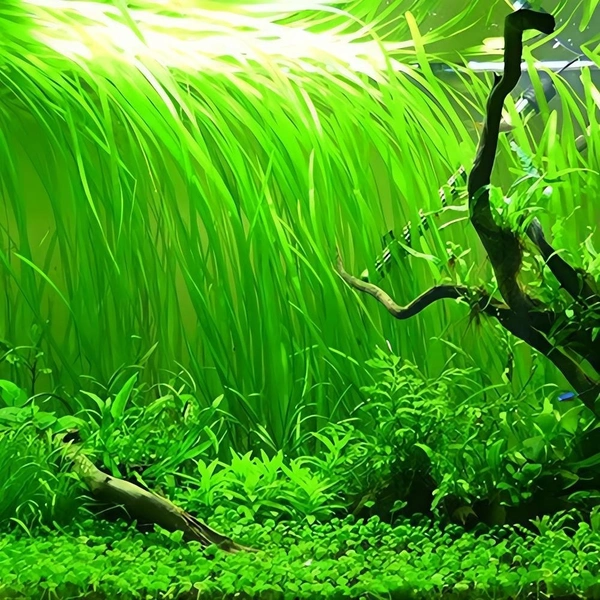 Vallisneria Spiralis – Beautiful, Hardy Aquarium Plant for Aquascaping