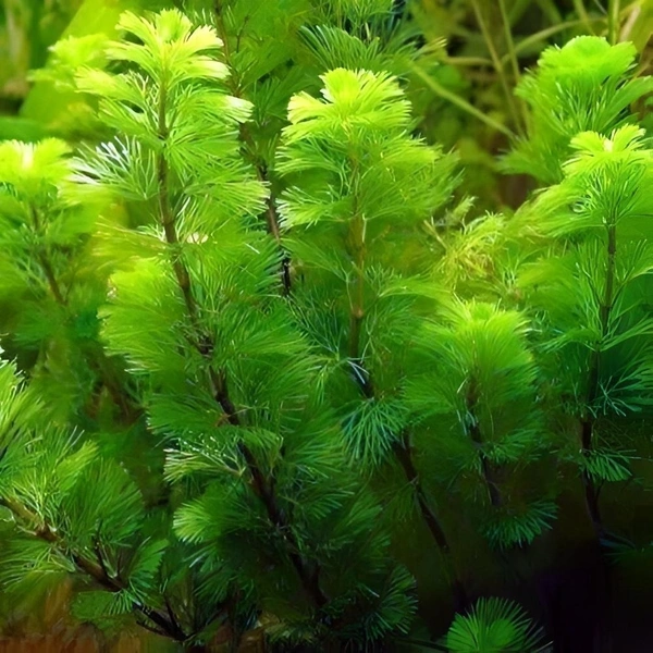 Cabomba Caroliniana – Lush Green Oxygenating Aquarium Plant for Natural Aquascapes