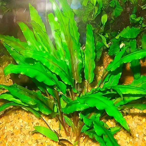 Cryptocoryne Wendtii – Low-Light Aquarium Plant (Easy to Grow)
