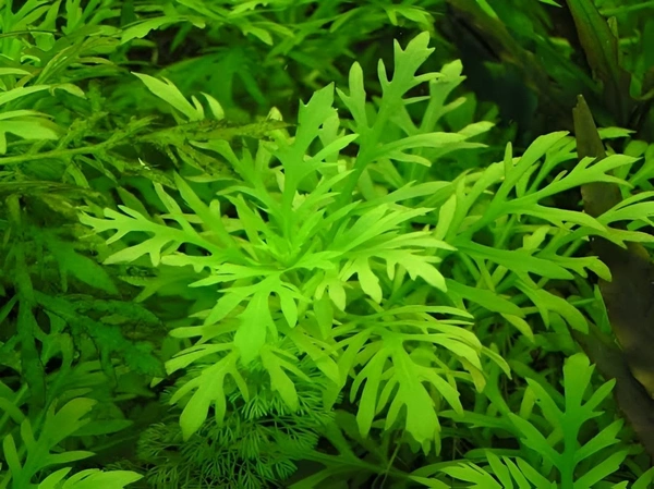 Water Wisteria ( Hygrophila difformis ) Live Aquarium Plant – Fast Growing & Easy| Aqua Rose