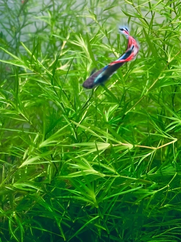 Guppy Grass (Najas Guadalupensis) – Fast-Growing Oxygenating Aquarium Plant for Shrimp & Fish Tanks