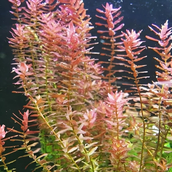 Rotala Rotundifolia (Indica) Red – Vibrant Aquarium Stem Plant for Lush Aquascapes