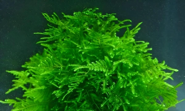 Java Moss – Easy Live Plant for Aquariums & Shrimp Tanks