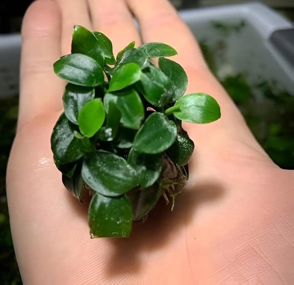 Anubias Nana Petite – Low Maintenance Foreground Plant for Aquariums