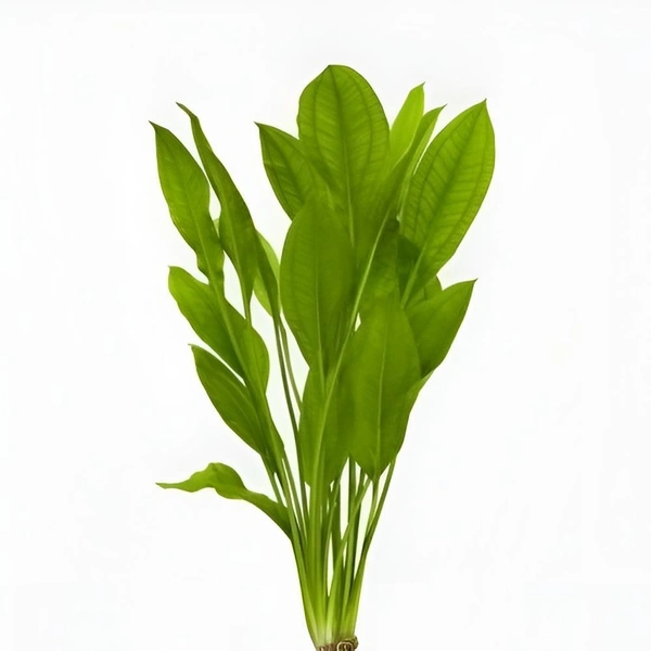 Echinodorus Argentinensis (Argentine Sword Plant) – Hardy Aquatic Plant for Aquascaping & Natural Filtration