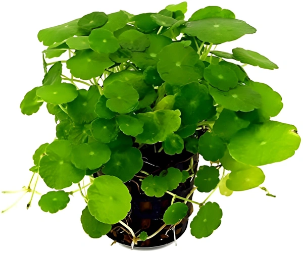 Hydrocotyle Vulgaris – Lush Creeping Aquarium Plant for Foreground & Carpets | Easy Low-Tech Aquascaping Choice