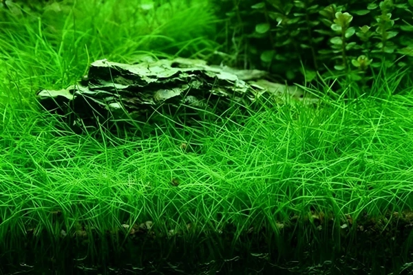 Dwarf Hair Grass (Eleocharis Parvula) – Easy-Grow Aquarium Foreground Carpet Plant