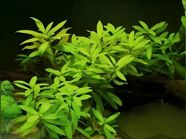 Hygrophila Polysperma – Hardy, Fast-Growing Aquatic Plant for Vibrant & Healthy Aquariums