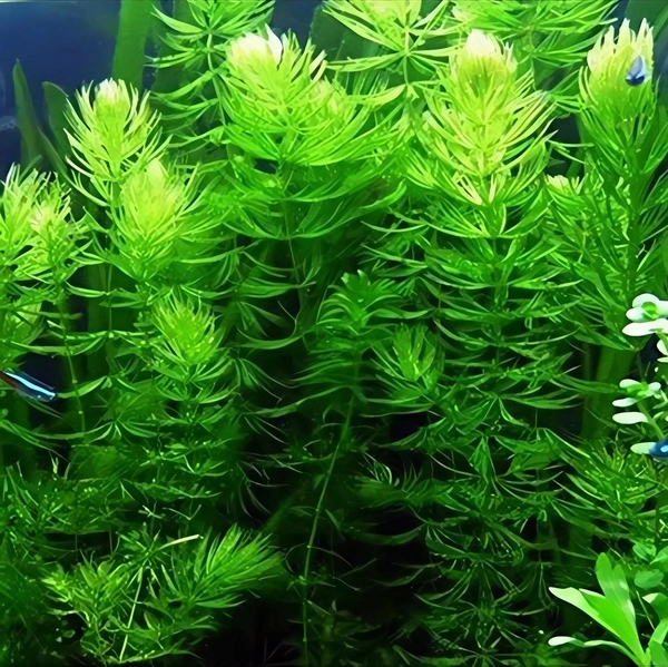 Hornwort (Ceratophyllum demersum) – Fast-Growing Oxygenating Aquarium Plant for Clear & Healthy Water