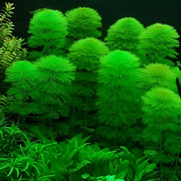 Ambulia Aquarium Plant (Limnophila sessiliflora) – Easy Fast-Growing Background Plant for Freshwater Aquariums