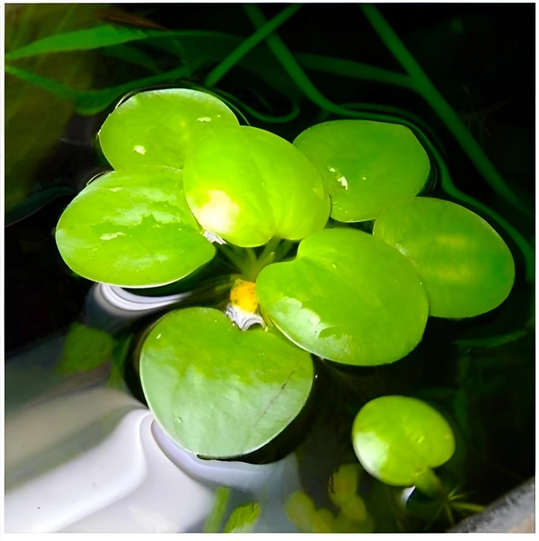 Amazon Frogbit Floating Aquarium Plant Live | Fast-Growing, Easy Care, Natural Cover for Fish & Shrimp