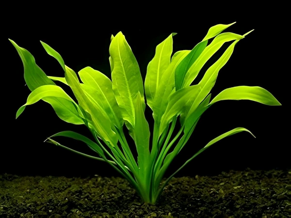 Amazon Sword โ Lush & Hardy Aquarium Plant for Freshwater Tanks
