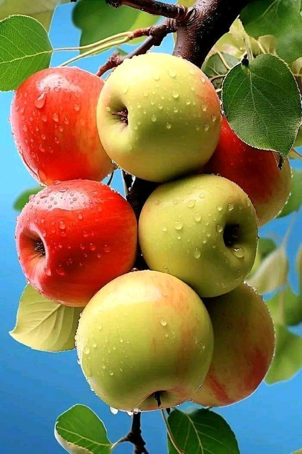 Apple HR 99 