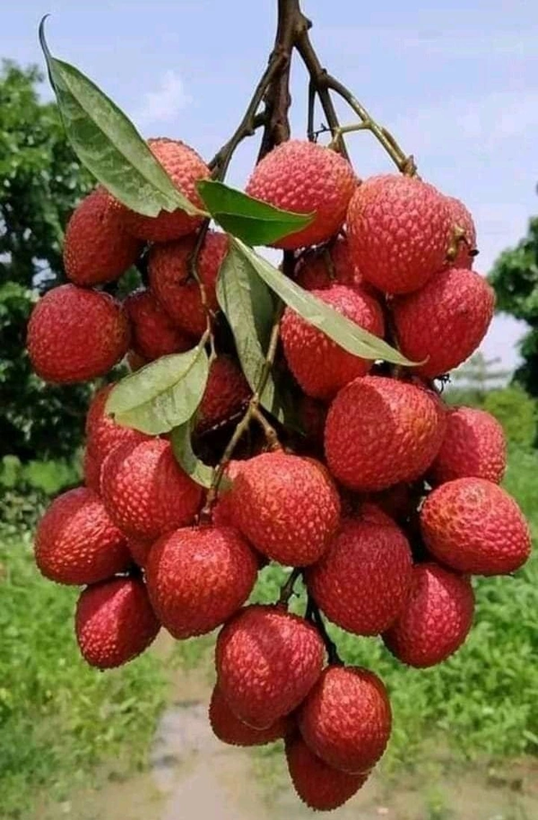 Litchi (Sahi)