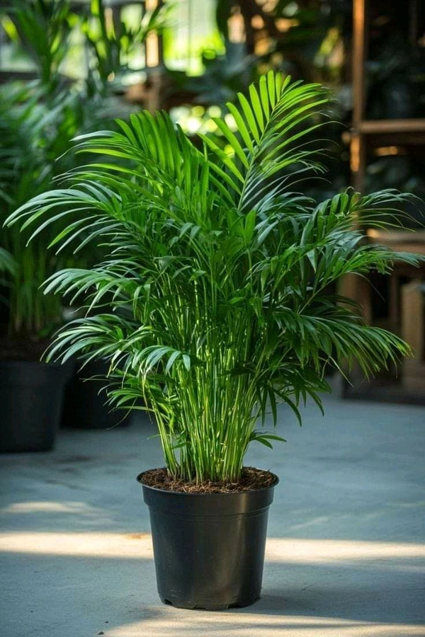 Arika Palm Medium 