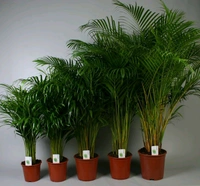 Arika Palm Medium 