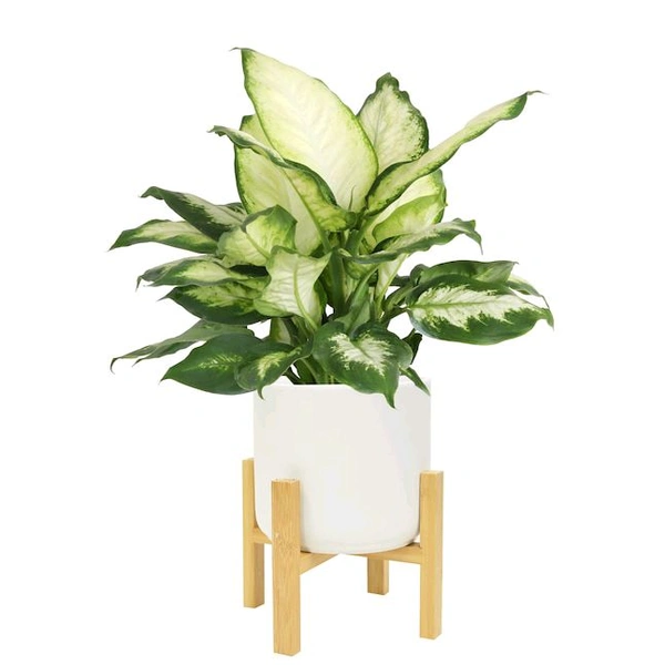 Daffonbechiya 