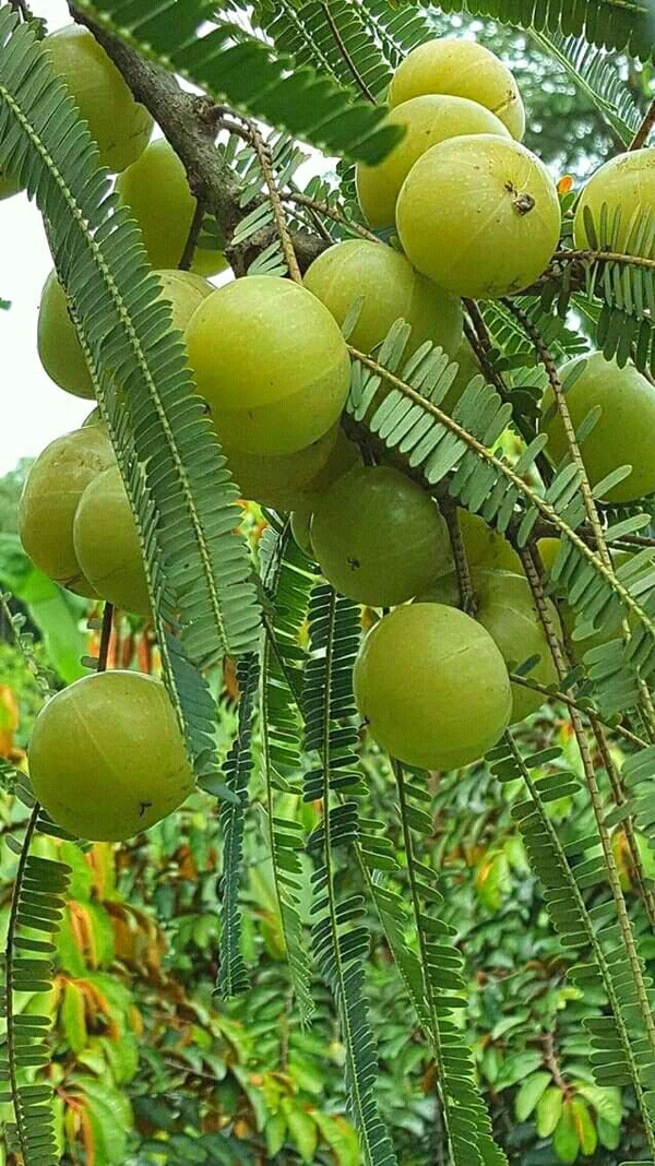 Aawla Varanasi 