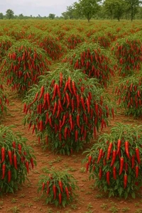 Mirchi