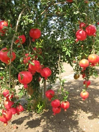 Bedana Plant 