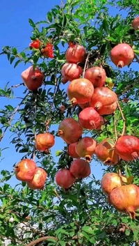 Bedana Plant 