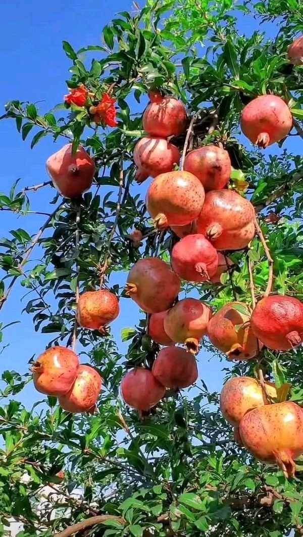Bedana Plant 
