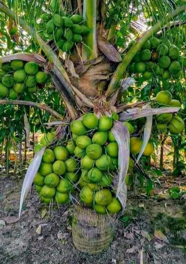 Coconut Plant 