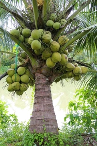 Coconut Plant 